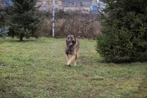 *MANFRED* - Der Rüde mag die Menschennähe, ist leinenführig und lernbereit Bild 3