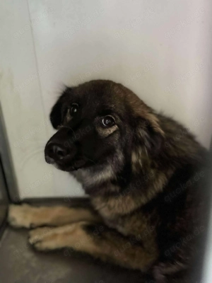 Betty wartet seit Oktober 2024