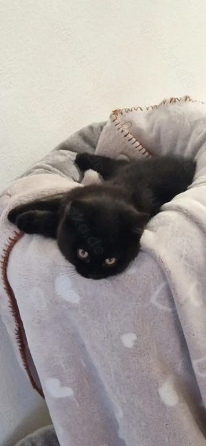 Wunderschöne BKH Kätzchen sucht ein neues Zuhause 