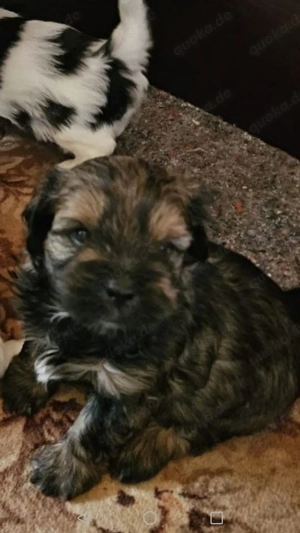 Welpe Shih Tzu   Yoksa Terrier Mischling 