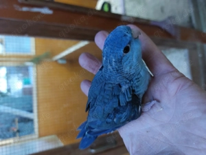 Junge Katharinasittiche 