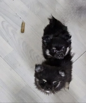 Mini Mini  Eine wunderschöne kleine Prinzessinen  Bild 4