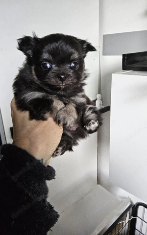 Mini Mini  Eine wunderschöne kleine Prinzessinen  Bild 5