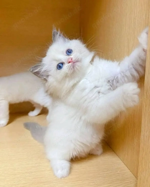 Ragdoll-Kätzchen WhatsApp: (15510055069).