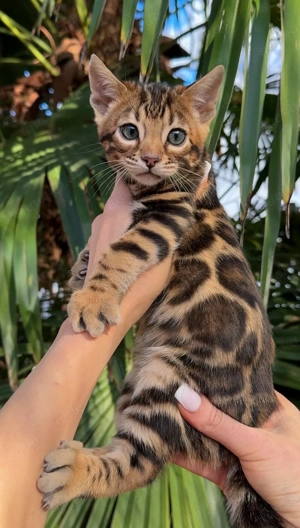 Bengalkätzchen zu verkaufen. Kontaktieren Sie uns per WhatsApp: 015777944807.  