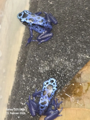 Dendrobates Tinctorius Azureus  4er Gruppe Bild 4