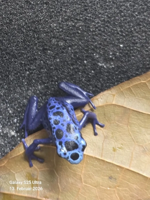 Dendrobates Tinctorius Azureus  4er Gruppe Bild 2