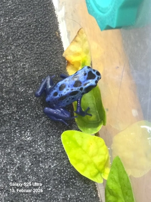 Dendrobates Tinctorius Azureus  4er Gruppe Bild 5
