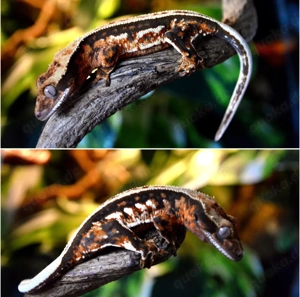 Poss. 1.0 Kronengecko Tricolor 