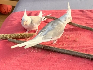 Nymphensittiche aus 2025