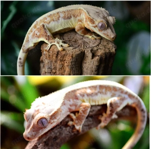 1.0 Kronengecko Lilly White Orange 