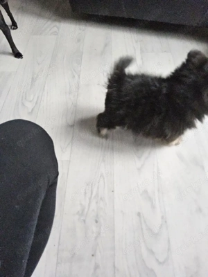 Mini Mini  Eine wunderschöne kleine Prinzessinen  Bild 3