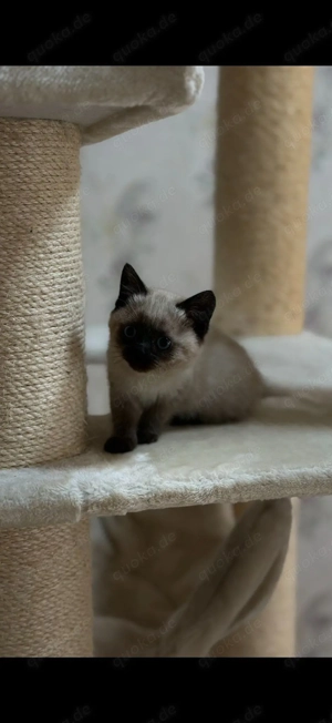 Zwei süße BKH-Ragdoll Kätzchen (9 Wochen) suchen ein neues Zuhause!