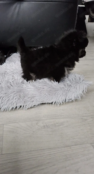 Zwei wunderschöne Weibchen, kleine Prinzessinen 