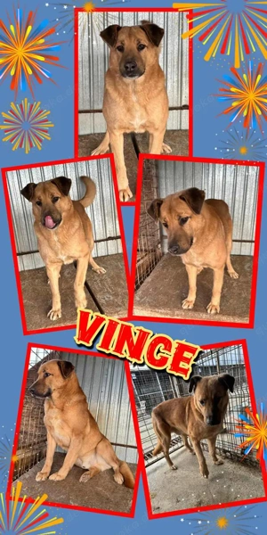 sehr lieber, menschenbezogener, mit Artgenossen sehr verträglicher Rüde "Vince" sucht ein Zuhause
