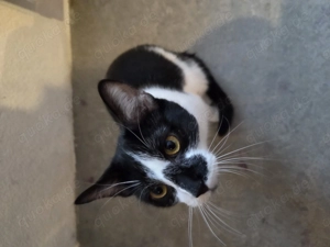 2 verschmuste Katzen