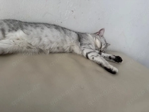 Ich verkaufe mein britisch Kurzhaar Katze 