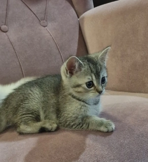 1 hübsches BKH-Kätzchen sucht ein liebevolles zuhause!