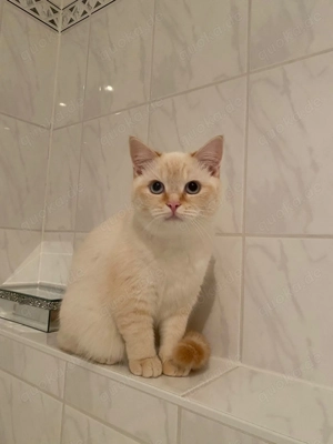 Wunderschöne BKH Weibchen Sucht ein schönes zu Hause 