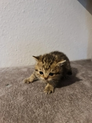Britisch kurzhaar kitten 