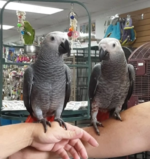 Handzahme Graupapageien