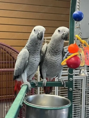 2 Graupapageien-Babys zu verkaufen