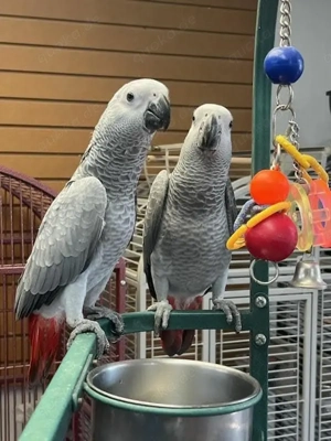Graupapagei Pärchen
