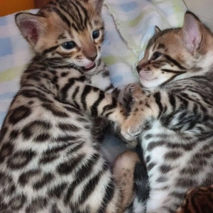 Bengal-Kätzchen (männlich und weiblich). Kontaktieren Sie uns per WhatsApp: 015777944807.  