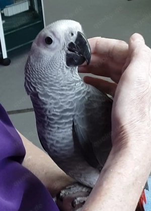 Kongo-Graupapageien zu verkaufen