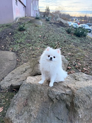pomeranian 