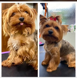 Yorkshire Terrier welpen 