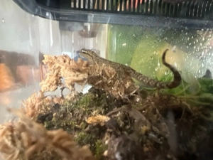 Gruppe Jungferngeckos