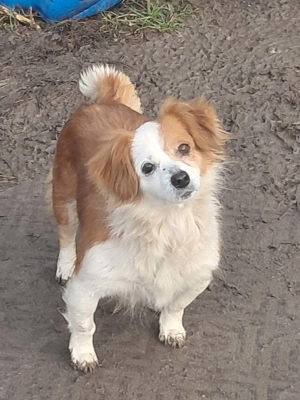 Ulita, kleine Schönheit sucht ihr Zuhause