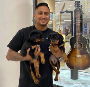 Rottweilerwelpen (Rüden & Hündinnen) 