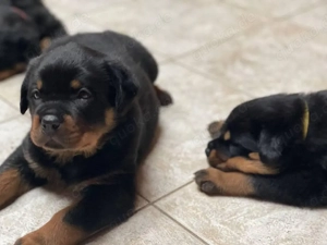 Süße Rottweilerwelpen suchen ein neues Zuhause 