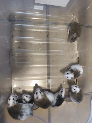 Vielzitzenmäuse VZM