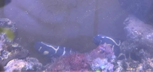 Meerwasser Fische und Korallen 