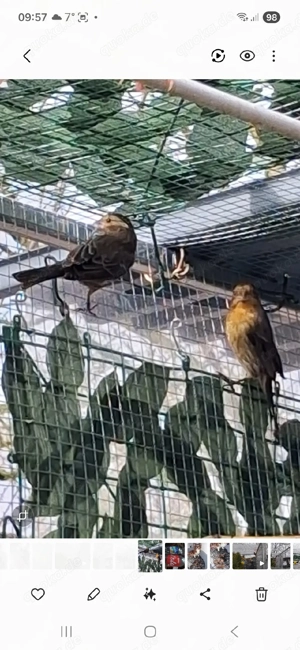 Mexikanische  karmingimpel 