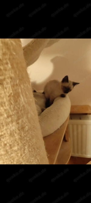 Zwei Siam Mädchen suchen ein liebevolles zu Hause 