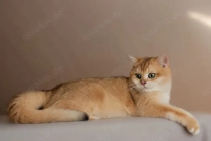 BKH Golden Shell Deckkater   mit grünen Augen