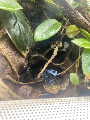 Dendrobates auratus "Calobre" 0.1 Bild 3