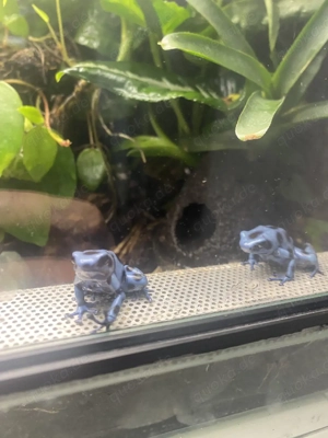 Dendrobates auratus "Calobre" 0.1 Bild 2