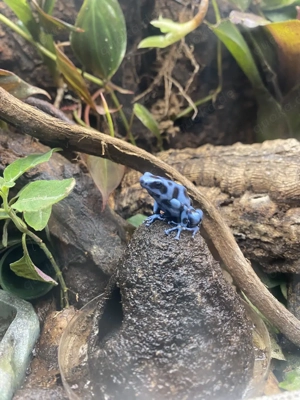 Dendrobates auratus "Calobre" 0.1 Bild 4