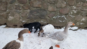 Zwergziegen Böcke Lämmer Ziegen werden Kniehoch