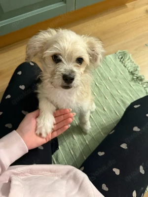 Junger rüde sucht zuhause 