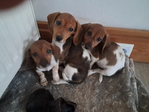 Jack-Russell-Dackel Mischlingswelpen