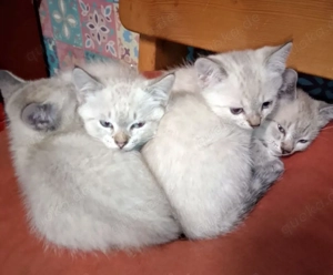 Zwei reizende Thai Katerchen suchen....