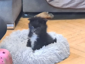 Chihuahua langhaar Rüde Welpe