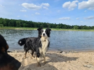 Eddy sucht sein Für-immer-Zuhause   