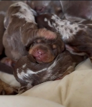 Dackelwelpen suchen ein neues Zuhause